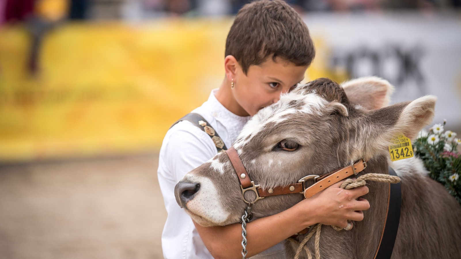 Kind umarmt Kuh an der Olma