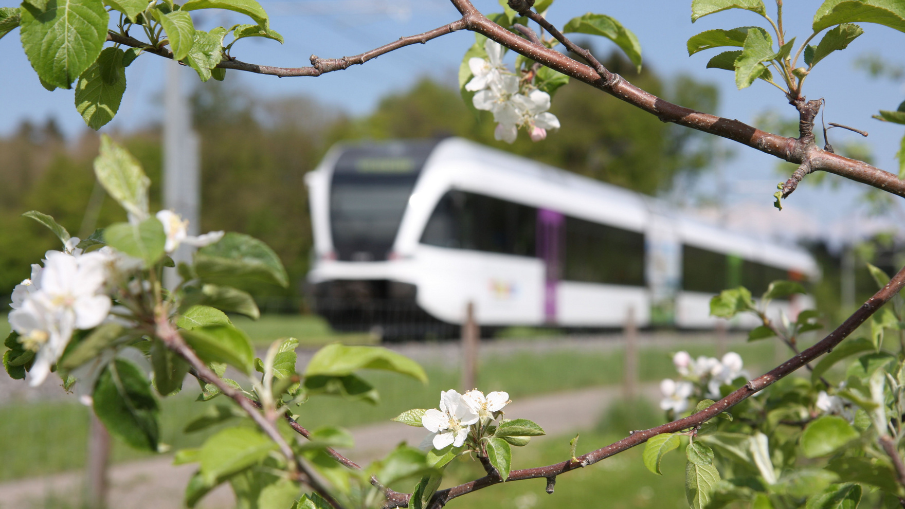 Verschwommener Thurbo Zug im Hintergrund, im Vordergrund Apfelbaumblüten.