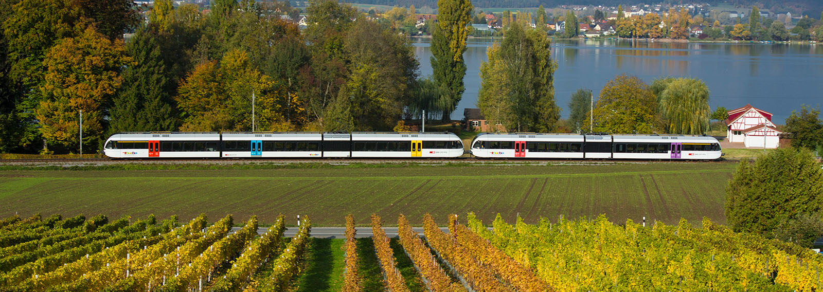 Thurbo Zug durch farbige Herbstlandschaft mit Rebbergen und Bäumen. Im Hintergrund ein See.